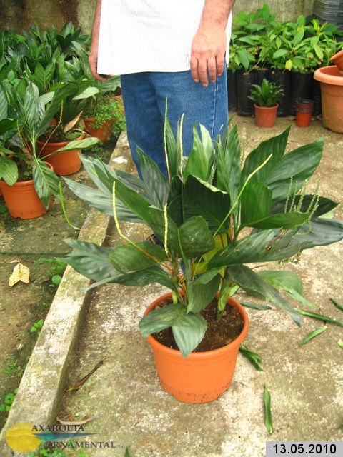 Parlour Palm